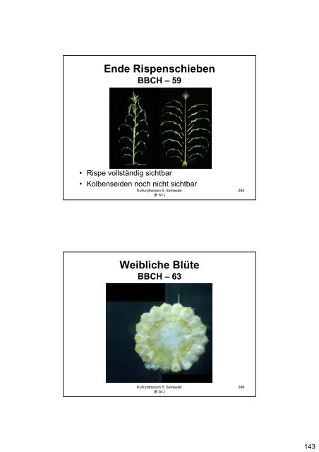 Kulturpflanzen Getreide