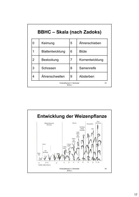 Kulturpflanzen Getreide