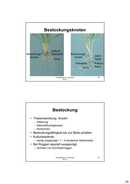 Kulturpflanzen Getreide