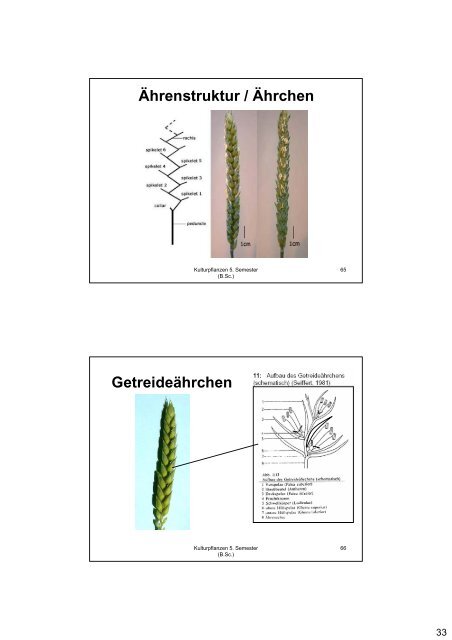 Kulturpflanzen Getreide