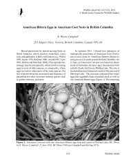 American Bittern Eggs in American Coot Nests in British Columbia