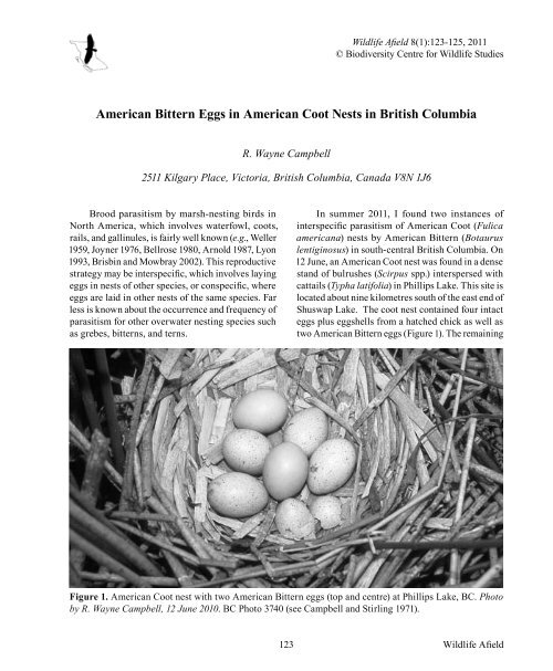 American Bittern Eggs in American Coot Nests in British Columbia