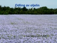 Odling av oljelin