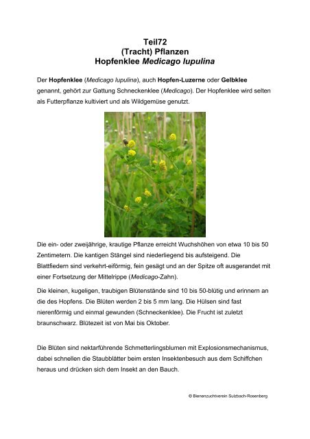 Teil72 (Tracht) Pflanzen Hopfenklee Medicago lupulina
