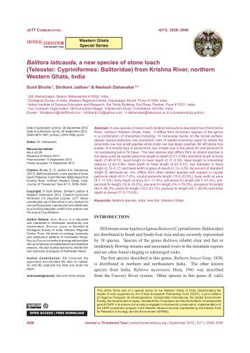 Balitora laticauda, a new species of stone loach - Journal of ...