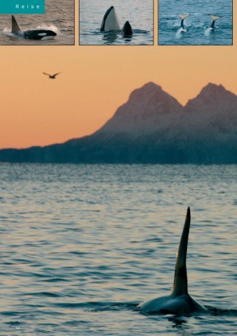 R e i s e - Lofoten-startside.no