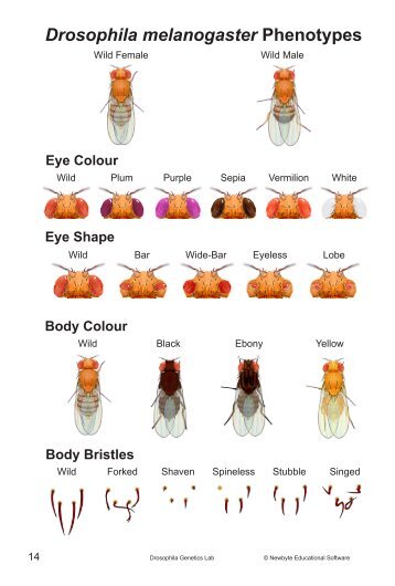Drosophila Phenotypes.pdf