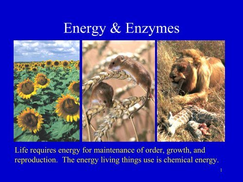 Energy & Enzymes - Nicholls State University