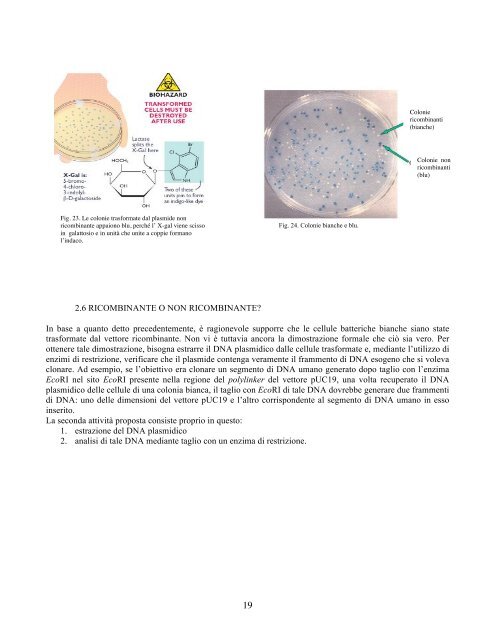 Clonaggio del DNA Clonaggio del DNA - CusMiBio - UniversitÃ  ...