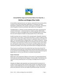 Welfare and Belgian Blue Cattle - Animal Welfare Approved