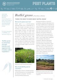 Buffel grass - Eyre Peninsula Natural Resources Management ...