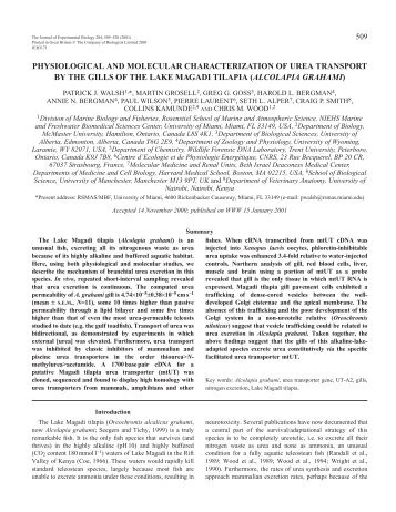 Urea transport in Magadi tilapia - The Journal of Experimental ...