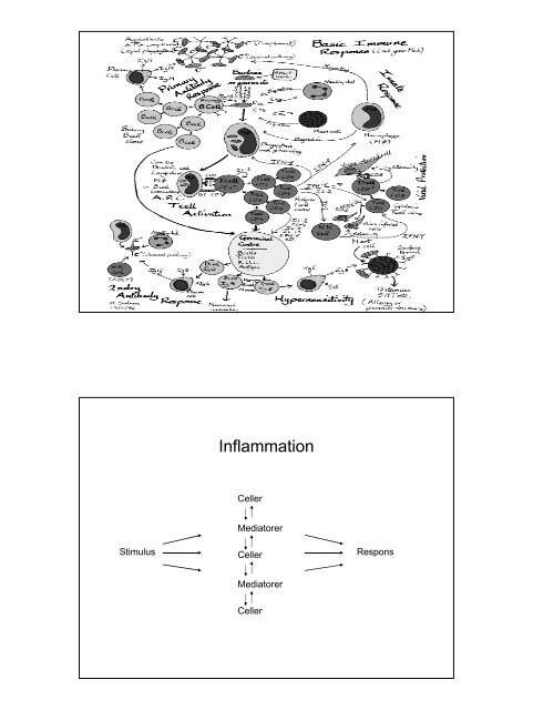 Inflammation - Institutleder til klinisk medicin