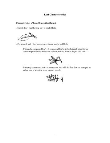 Leaf Characteristics