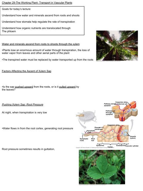 Transport in plants worksheet
