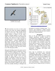Common Nighthawk - Michigan Breeding Bird Atlas Website