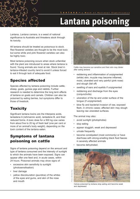 is lantana toxic to dogs