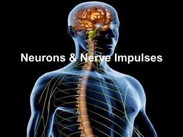 Neurons & Nerve Impulses - Fall River Public Schools