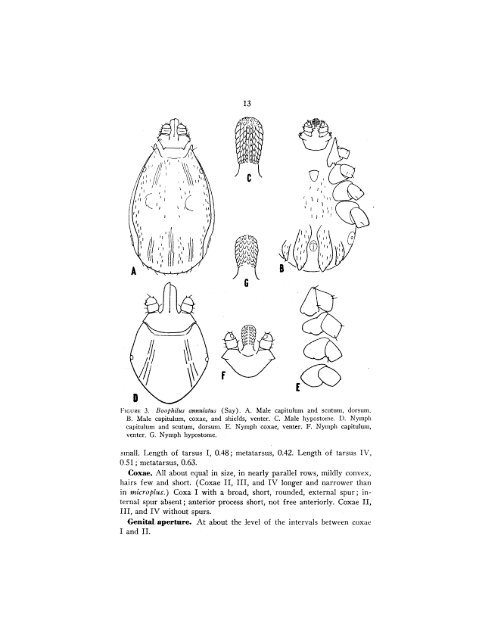 The Genera Boophilus Rhipicephalus and Haemaphysalis (Ixodidae ...