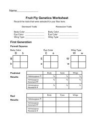 Fruit Fly Genetics Worksheet