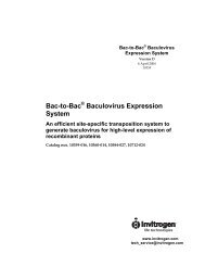 Invitrogen Bac to Bac Expression System