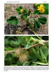 Medicago littoralis (mielga). Planta anual con hojas ... - Aulados.net