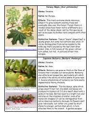 Norway Maple (Acer platanoides) Japanese Barberry (Berberis ...