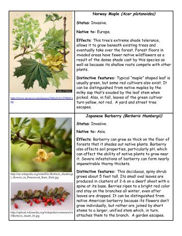 Norway Maple (Acer platanoides) Japanese Barberry (Berberis ...
