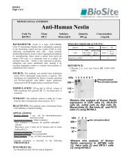 Anti-Human Nestin - Nordic Biosite