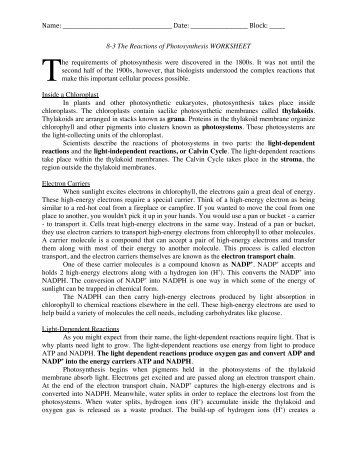 8 2 Photosynthesis An Overview Worksheet Nnhsbergbio