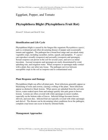 Eggplant, Pepper, and Tomato XXIV - Phytophthora Blight ...