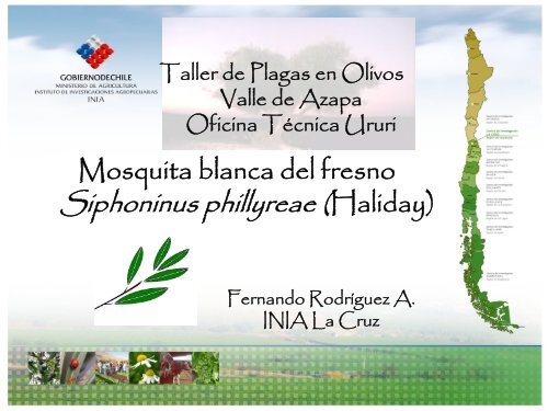 Control biolÃ³gico de Mosquita blanca del fresno ... - Platina - INIA