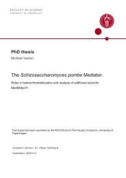 The Schizosaccharomyces pombe Mediator.