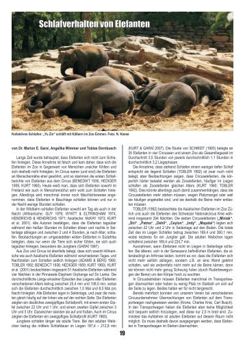 Schlafverhalten von Elefanten