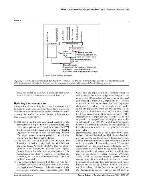 Hemichordates and the origin of chordates