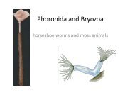 Phoronida & Bryozoa