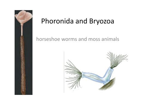 Phoronida & Bryozoa