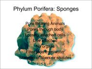 PowerPoint Presentation - Phylum Porifera: Sponges
