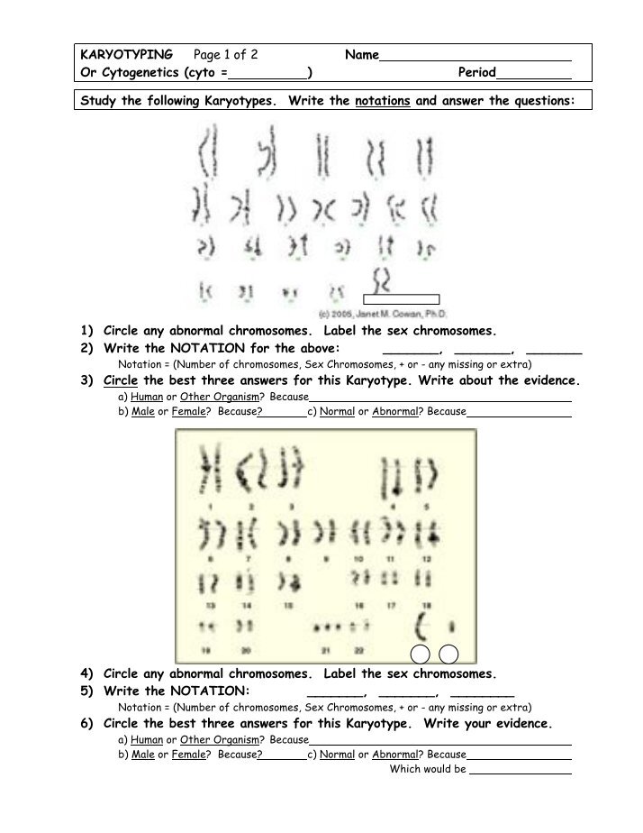 Karyotyping Worksheet.