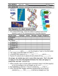 DNA Model