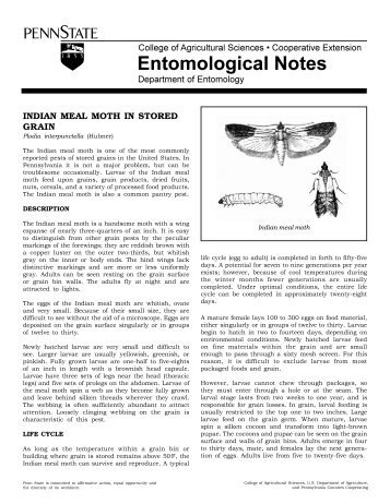 PDF version of Indian Meal Moth Fact Sheet - Entomology
