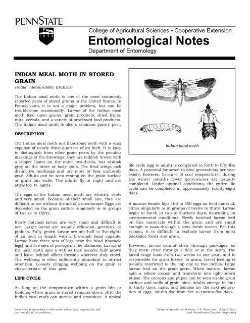 https://img.yumpu.com/35484808/1/500x640/pdf-version-of-indian-meal-moth-fact-sheet-entomology.jpg
