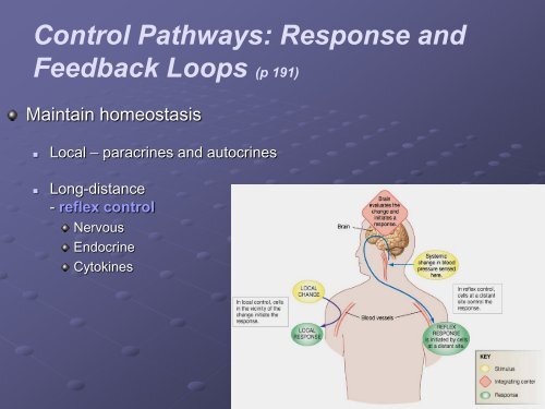 Chapter 6, Part 2: Homeostasis and âHomeodynamicsâ