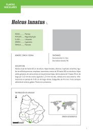 Holcus lanatus L.