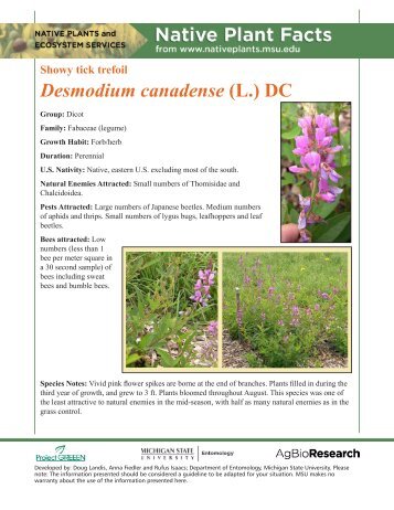 Desmodium canadense (L.) DC - Native Plants - Michigan State ...