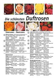 Edelrosen - Beetrosen - Schutz Filisur