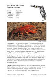 Fire-back crayfish - Florida Wildlife Conservation Guide