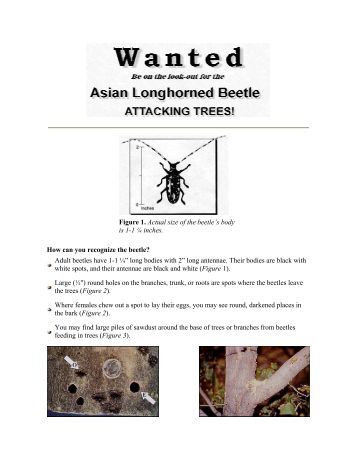 Rhiannon recommends best of Wanted asian longhorned beetle book beetle Wanted book longhorned asian