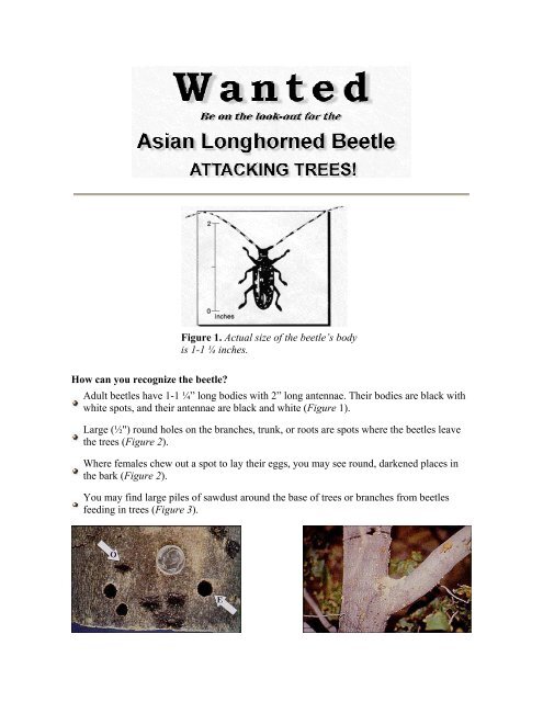 Wanted: Asian Longhorned Beetle