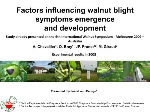 Walnut blight symptoms - Cost 873